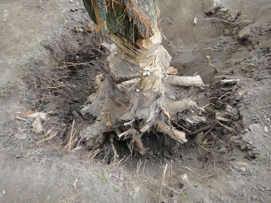 Dig_around_the_tree_stump